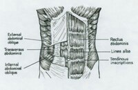 Conditioning Exercises for the Abdominals