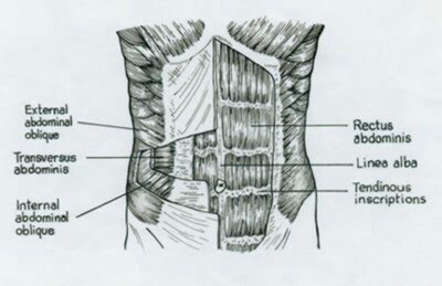 Illustration of the abdominal muscles.