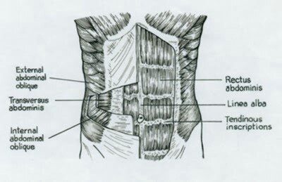 Illustration of the abdominal muscles.